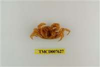 藏品(蔡氏澤蟹)的圖片